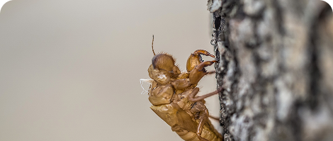 Control de termitas y plagas estructurales